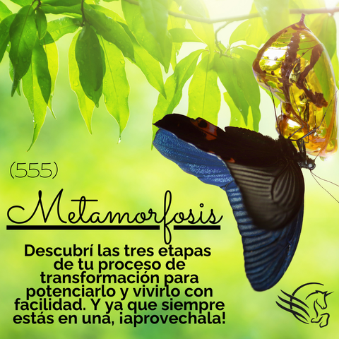 METAMORFOSIS (555)