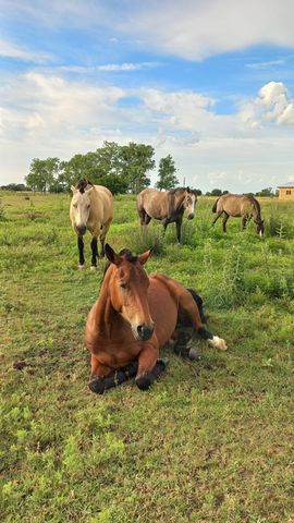 Talleres de Constelaciones Familiares Asistidas con Caballos