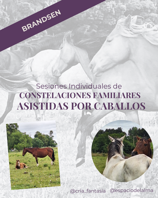 Constelaciones Familiares Asistidas por Caballos: SESIONES INDIVIDUALES en Brandsen