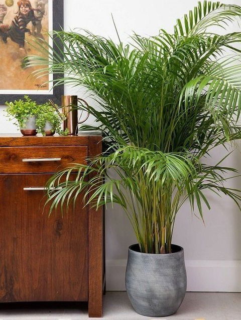 Areca Palmera 