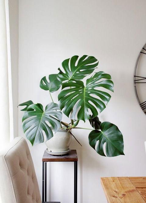 Monstera - S