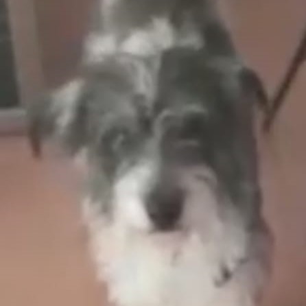 Pau y Jose, tutores de Tao