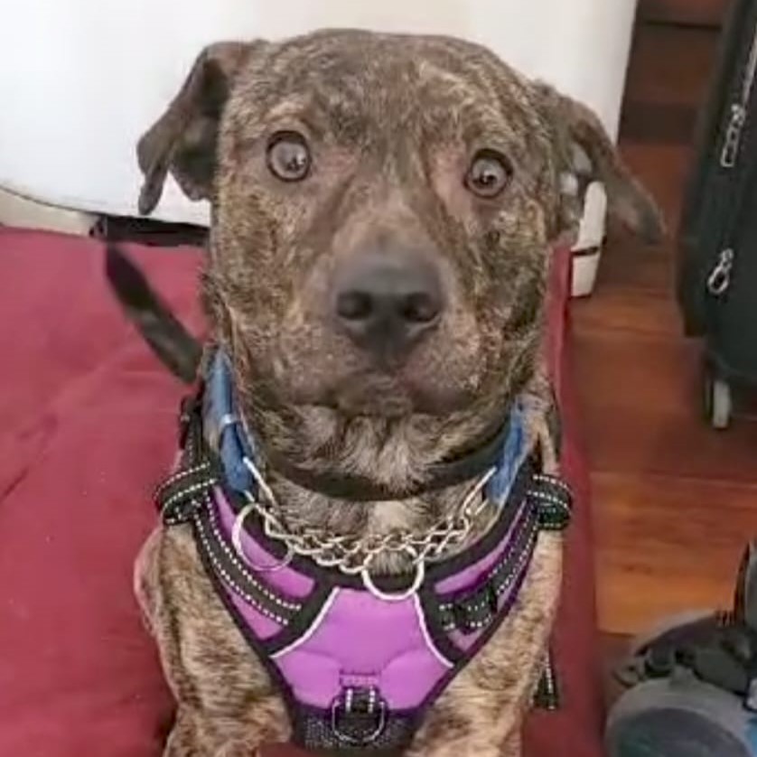 Juana y Monica, tutoras de Calia