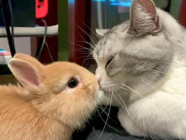 Plantilla gatito y conejito para practicar acuarela y lapices