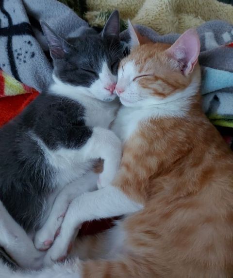 Plantilla gatitos San Valentín