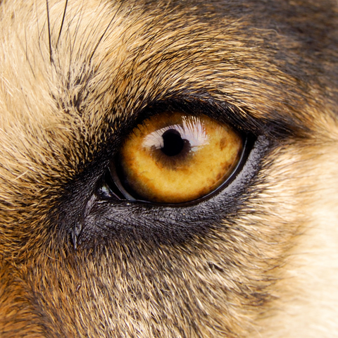 Referencias fotográficas de ojos perrunos 