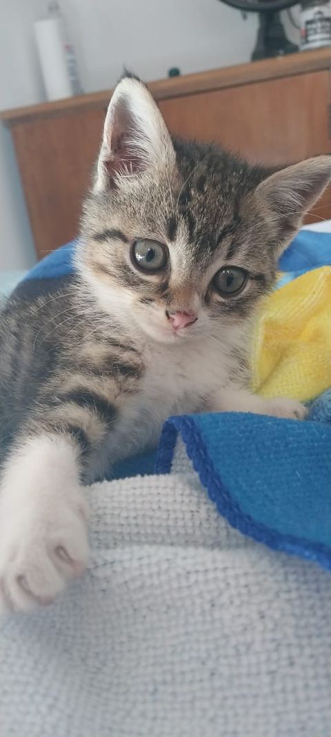 Plantilla de Tonoto bebé para practicar