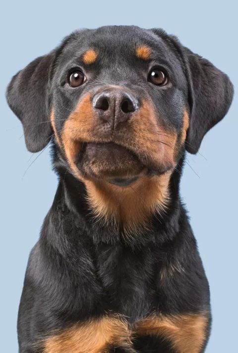 Plantilla para practicar retrato perruno con acuarela y microfibra