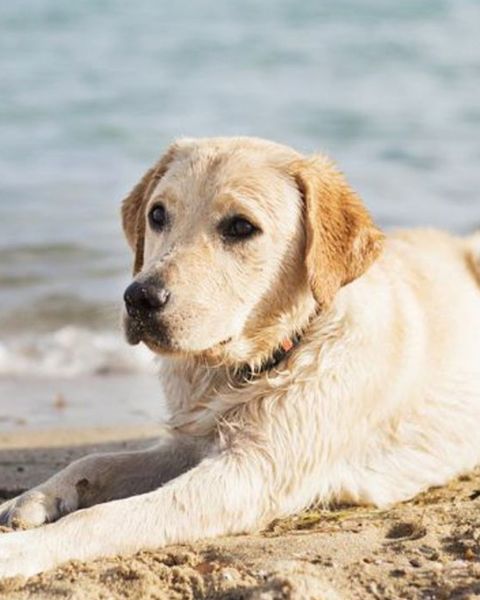 Para practicar retrato perruno en paisaje marino 