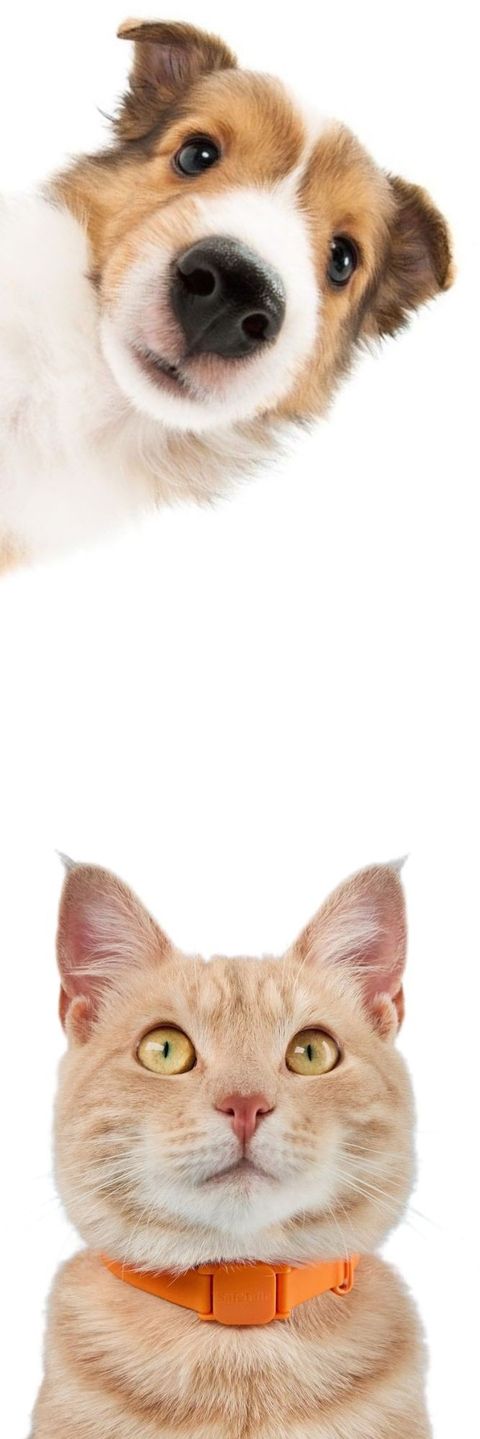 Plantilla extra señalador de mascotas