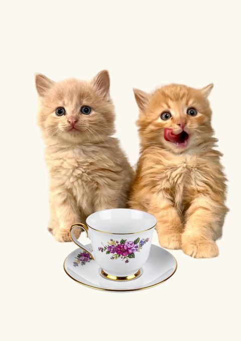 Plantilla para practicar gatitos bebés