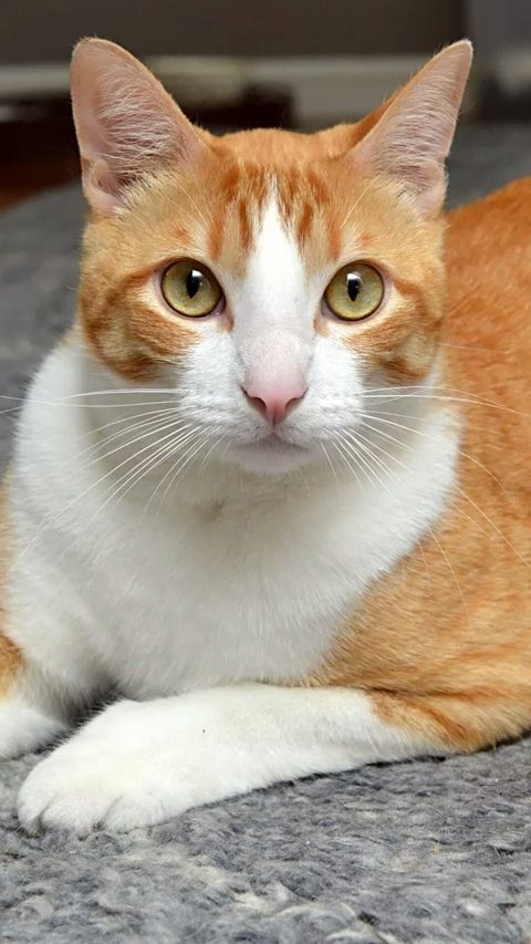 Plantilla para practicar retrato gatuno 