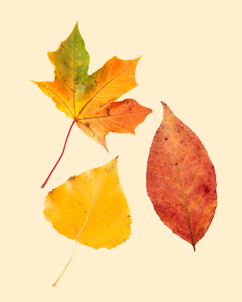 Hojitas de otoño para seguir pintando