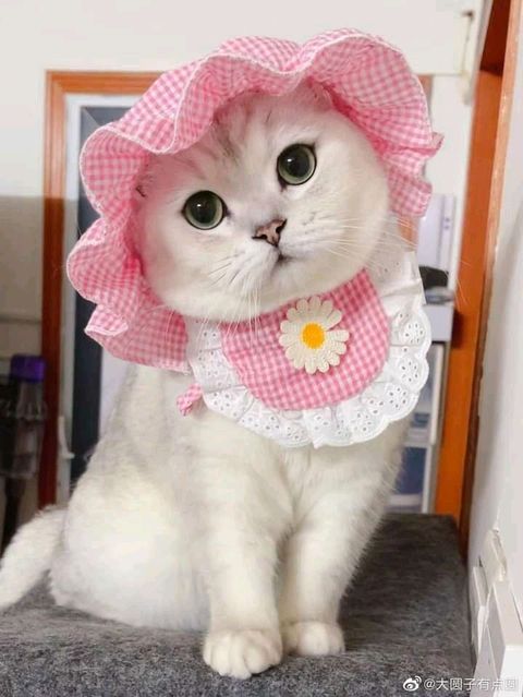 Más gatitos florales para practicar