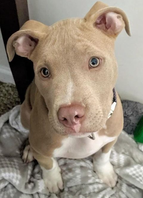 Plantilla pitbull para practicar 