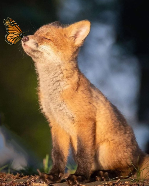 Zorrito bebé para practicar acuarela suelta