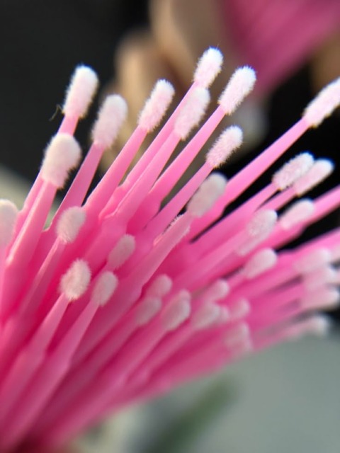 Microhisopos