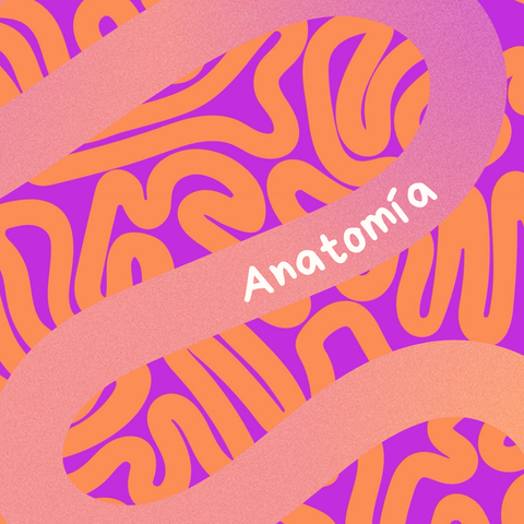 Anatomía | Ciclo biomédico