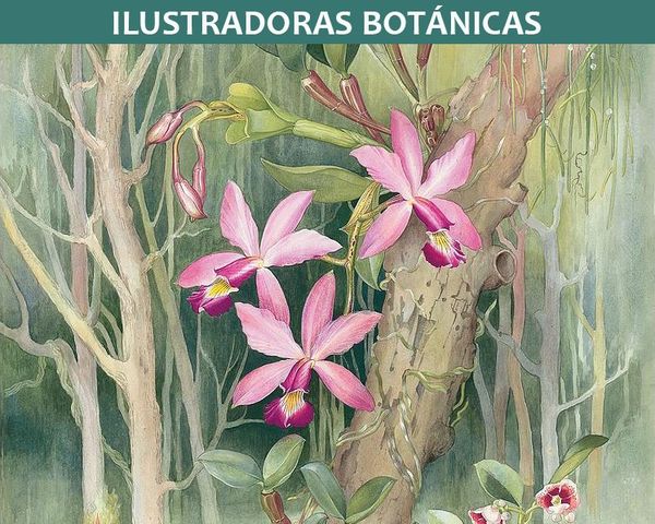 Ilustradoras botánicas