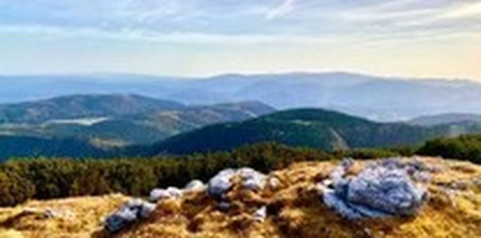 Bosques de Viena 