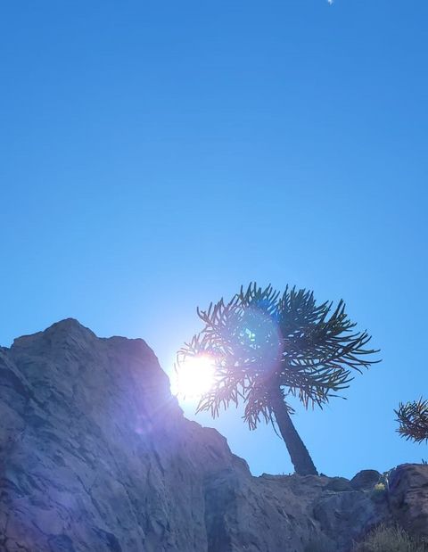 Combo Pehuén: Kit de herramientas para Educadores Ambientales