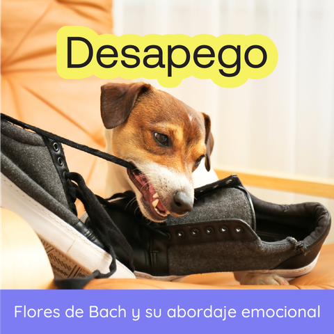 Seminario: Flores de Bach y Desapego en Animales