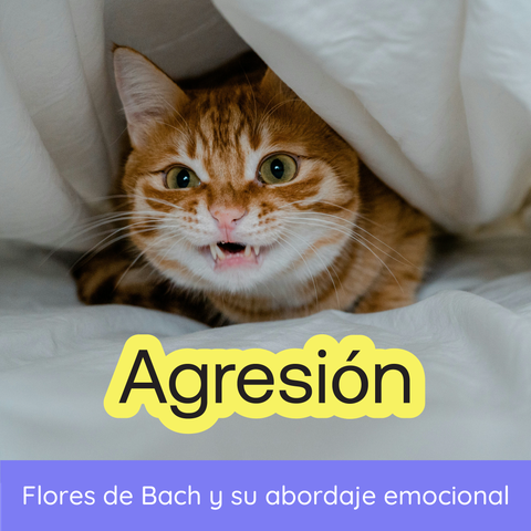 Seminario - Flores de Bach y Agresión en Animales