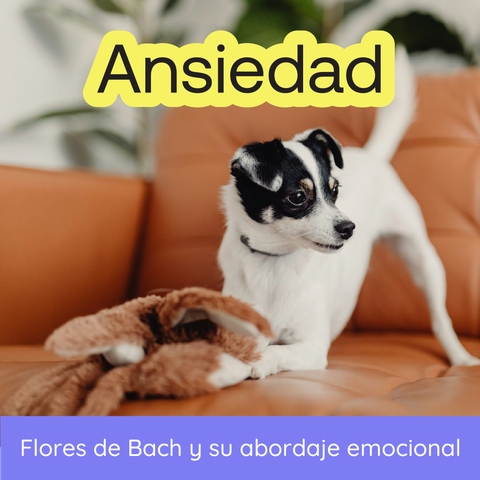 Seminario: Flores de Bach y Ansiedad en Animales