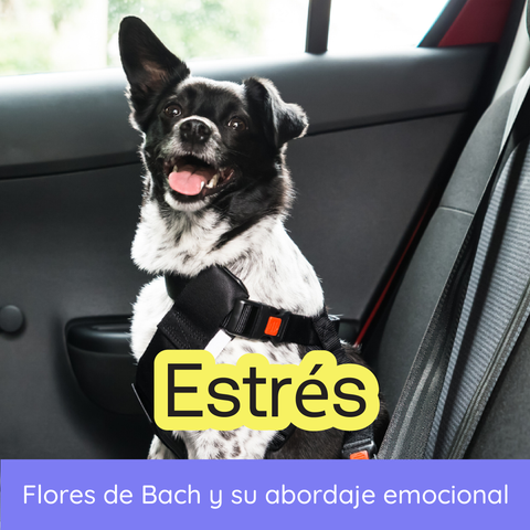 Seminario - Flores de Bach y Estrés en Animales
