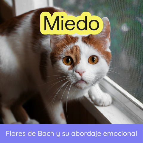 Seminario - Flores de Bach y Miedos en Animales