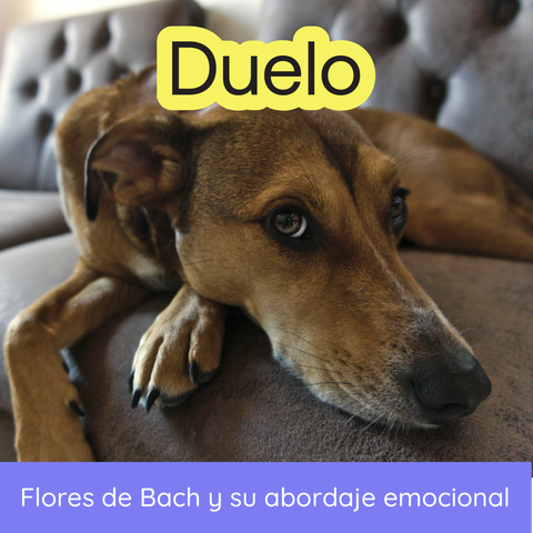 Seminario: Flores de Bach y Duelos en Animales