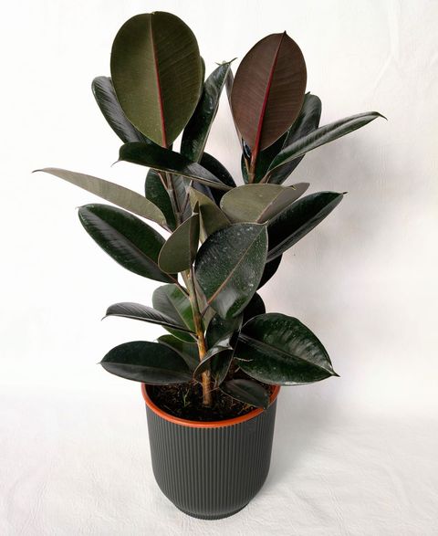 Gomero Negro Doble de 80 cm 