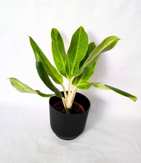 Planta Aglonema