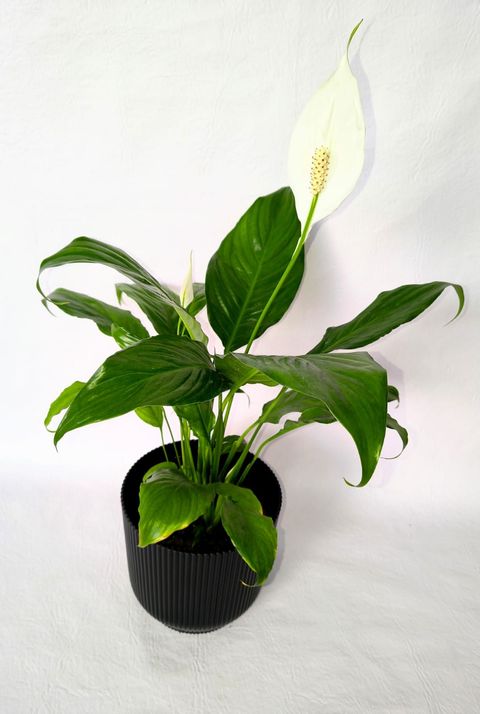Planta de Spathiphyllum