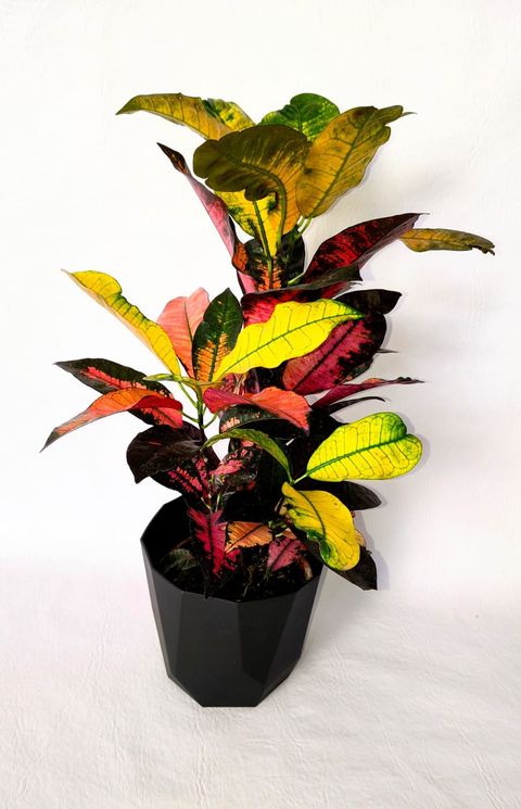 Planta Monalisa colorida