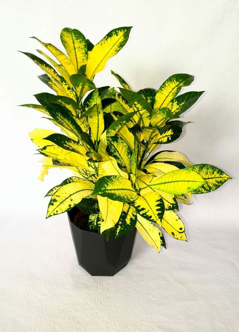 Planta de Crotón Monalisa amarilla