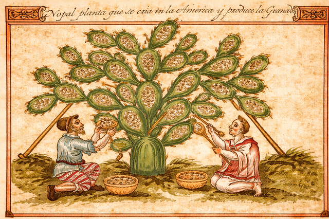 Grana Cochinilla, un Pigmento con Mucha Historia