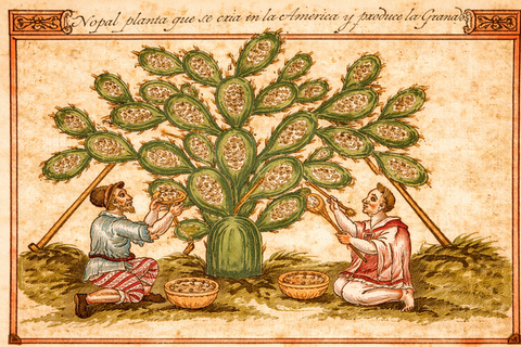 Grana Cochinilla, un Pigmento con Mucha Historia