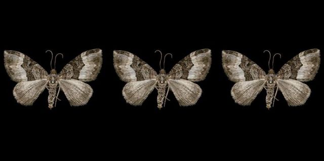 La diferencia no se busca