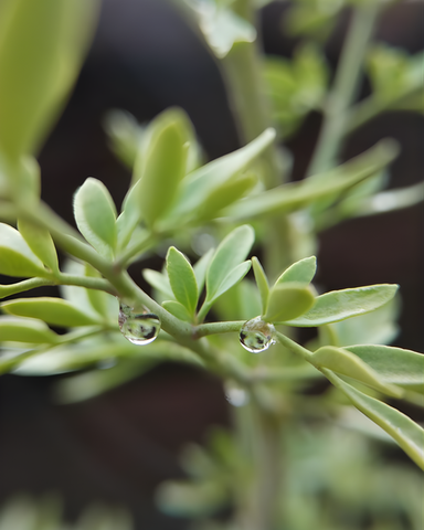 El poder de limpiar con intención