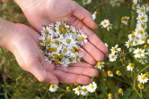 Fitoterapia – Medicina alternativa ó medicina complementaria