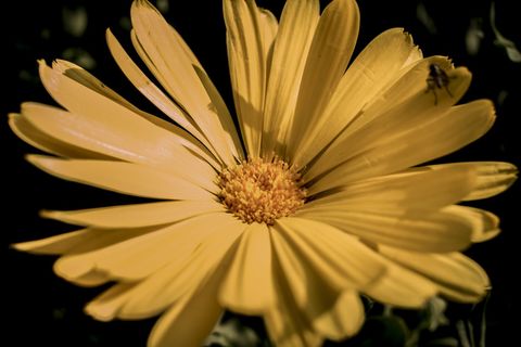 Tres plantas medicinales para cultivar en tu hogar