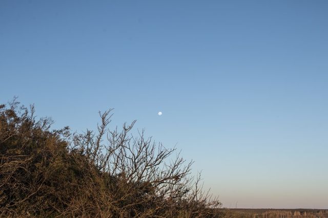 La luna y el mundo vegetal