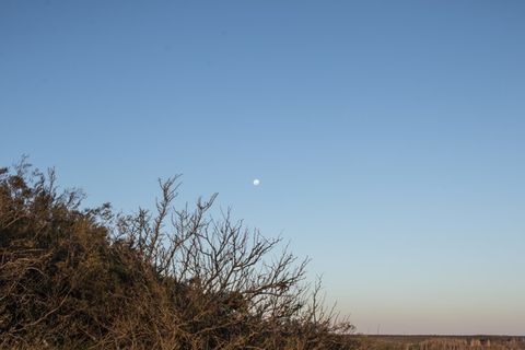 La luna y el mundo vegetal