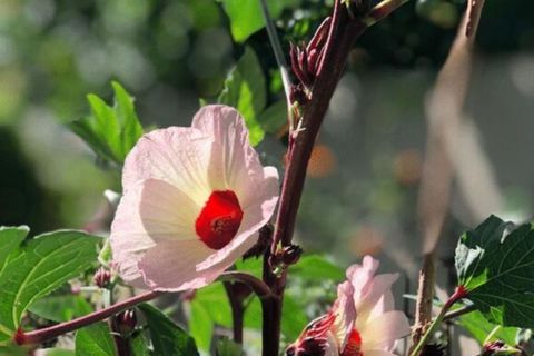 Hibiscus sabdariffa, una aliada del verano