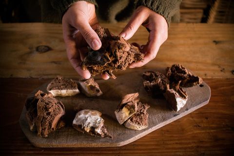 Reishi – hongo de la Longevidad