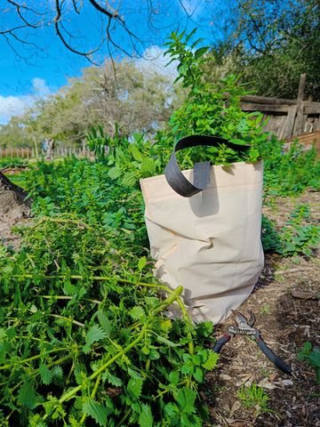3 Plantas medicinales y alimenticias para cosechar en primavera