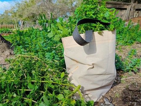 3 Plantas medicinales y alimenticias para cosechar en primavera