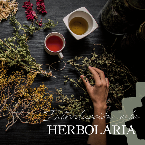 Masterclass - Introducción a la Herbolaria 
