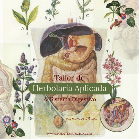 Herbolaria aplicada al sistema digestivo
